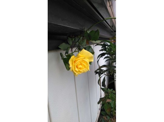 黄色いバラ