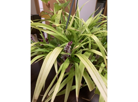 キチジョウソウ